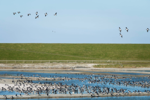 Klutenplas Pieterburen